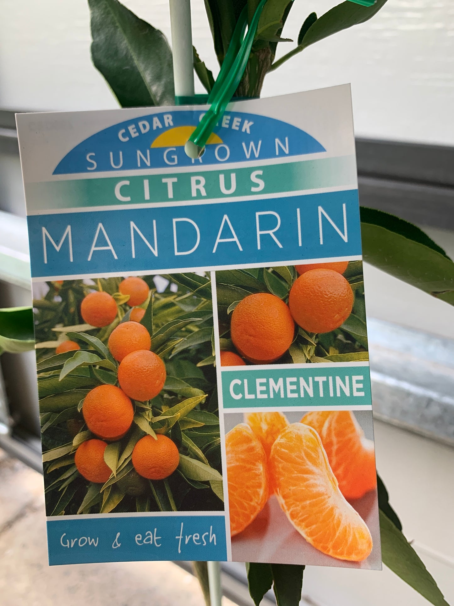 Mandarin - Clementine: RESTRICTED TO QLD