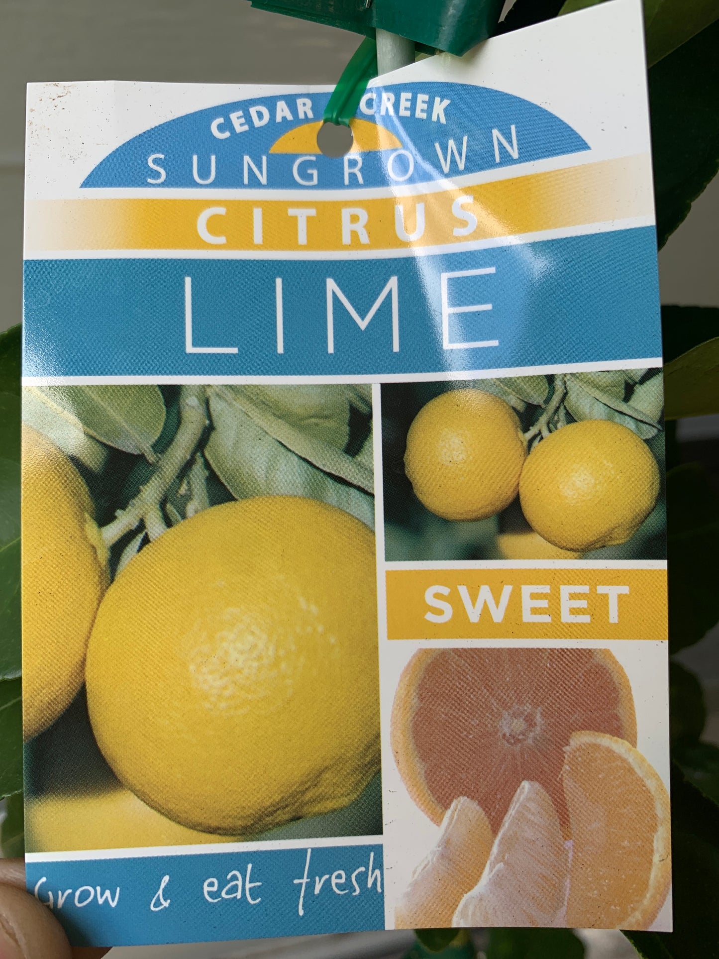 Lime - Sweet RESTRICTED TO QLD
