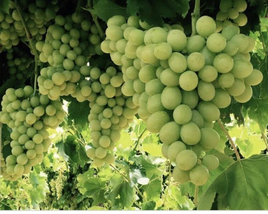 Grapes - Menindee Seedless