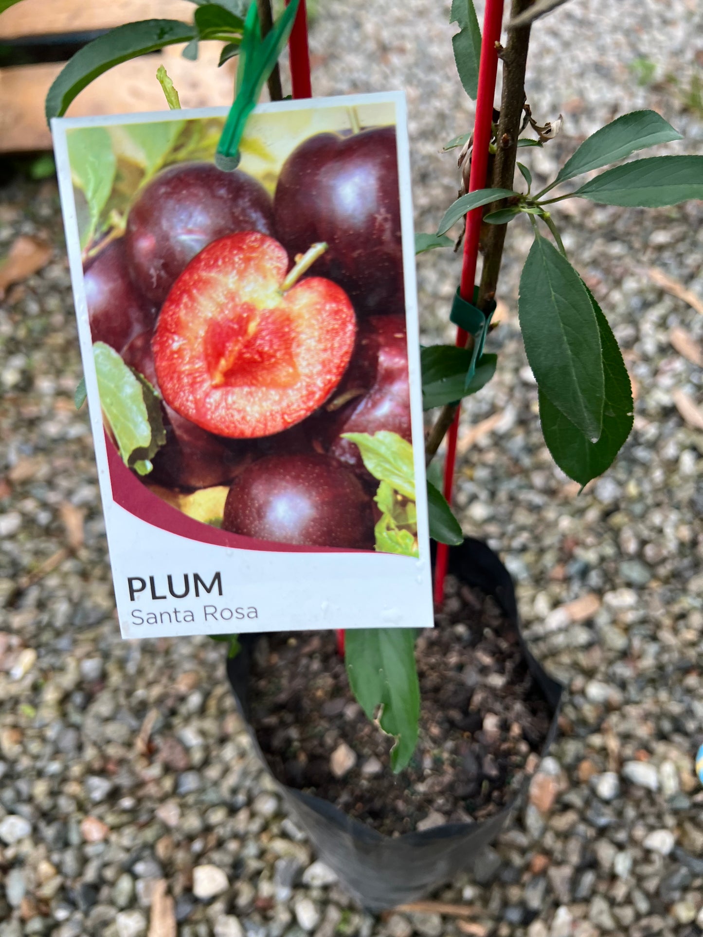 Plum - Double Grafted Mariposa and Santa Rosa