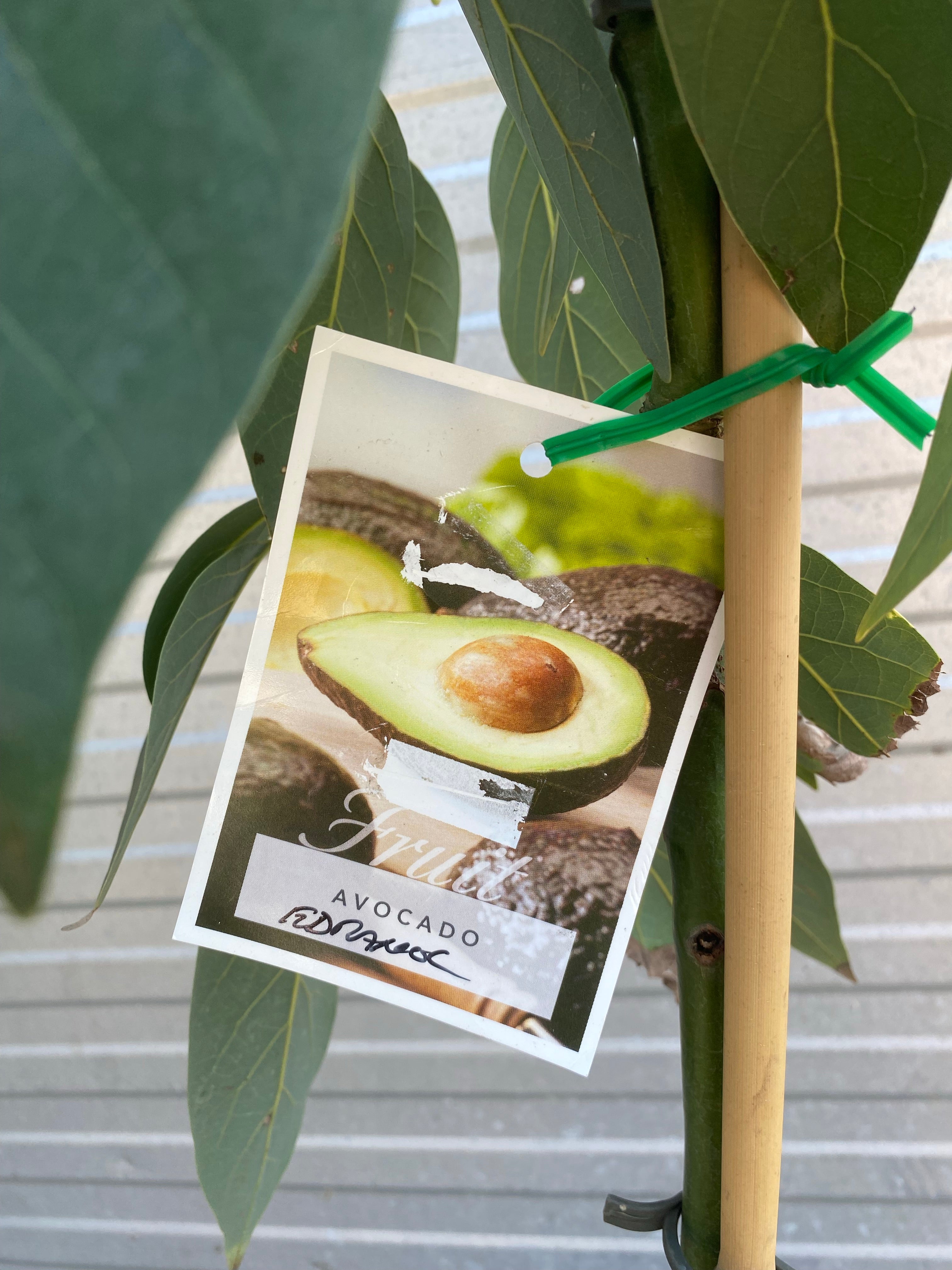 Avocado - Edranol (B Type) – Fruitopia Nursery