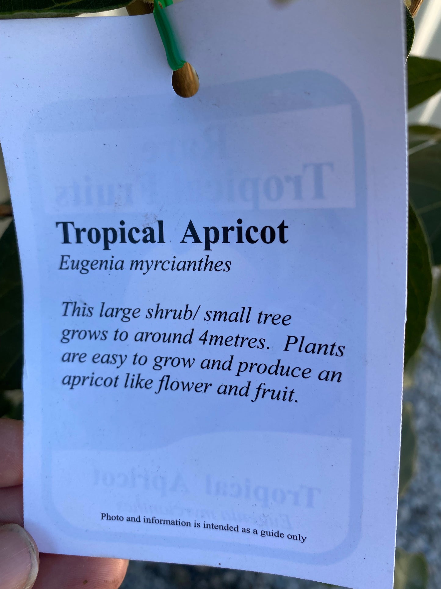 Tropical Apricot