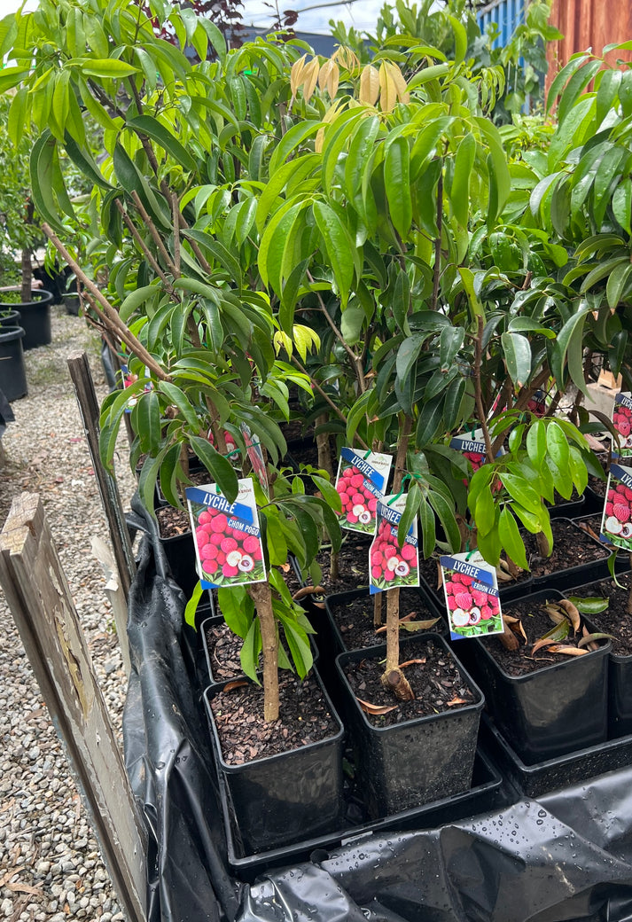 Semi Dwarf Lychee - Chom Pogo – Fruitopia Nursery