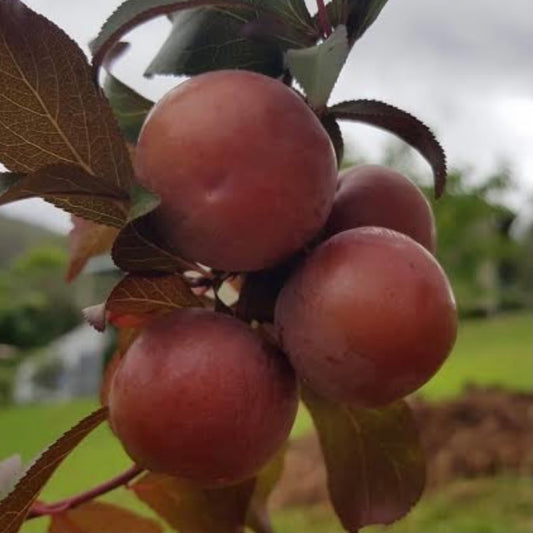 Plum - Yarrahapinni Blood