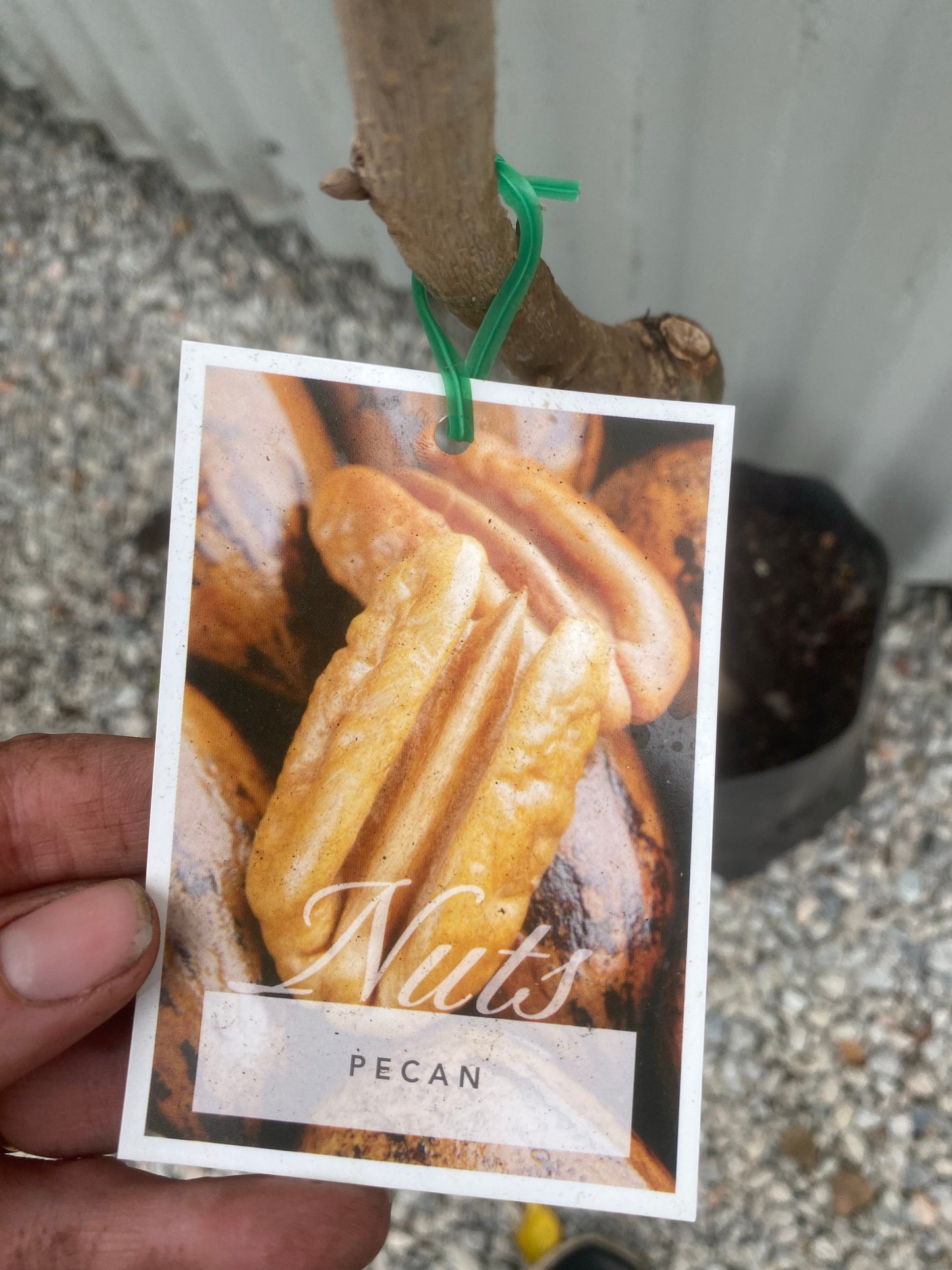 Grafted Pecan Nut Tree Pair