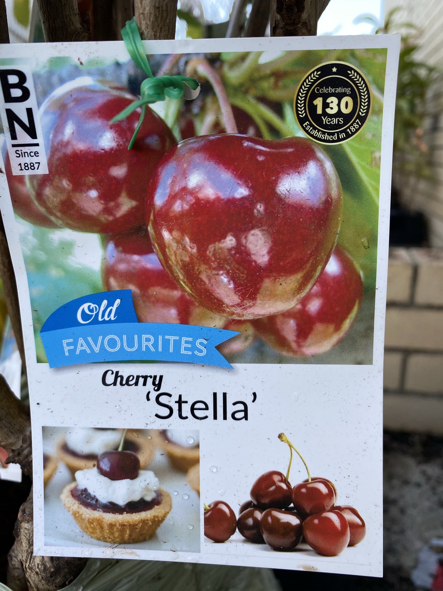 Cherry - Stella