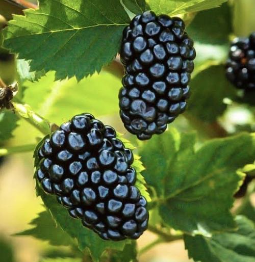 Blackberry - Thornless