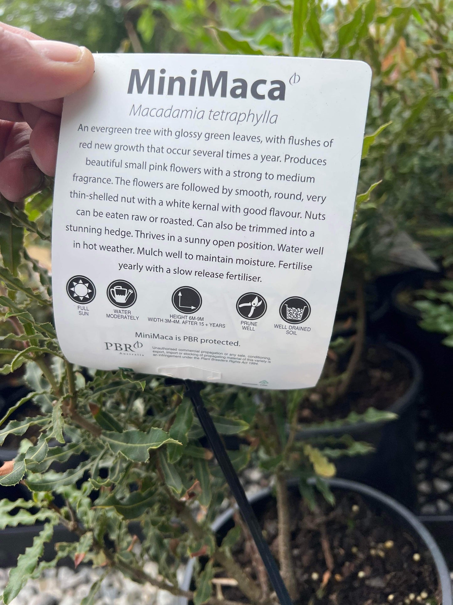 Macadamia Nut - MiniMaca