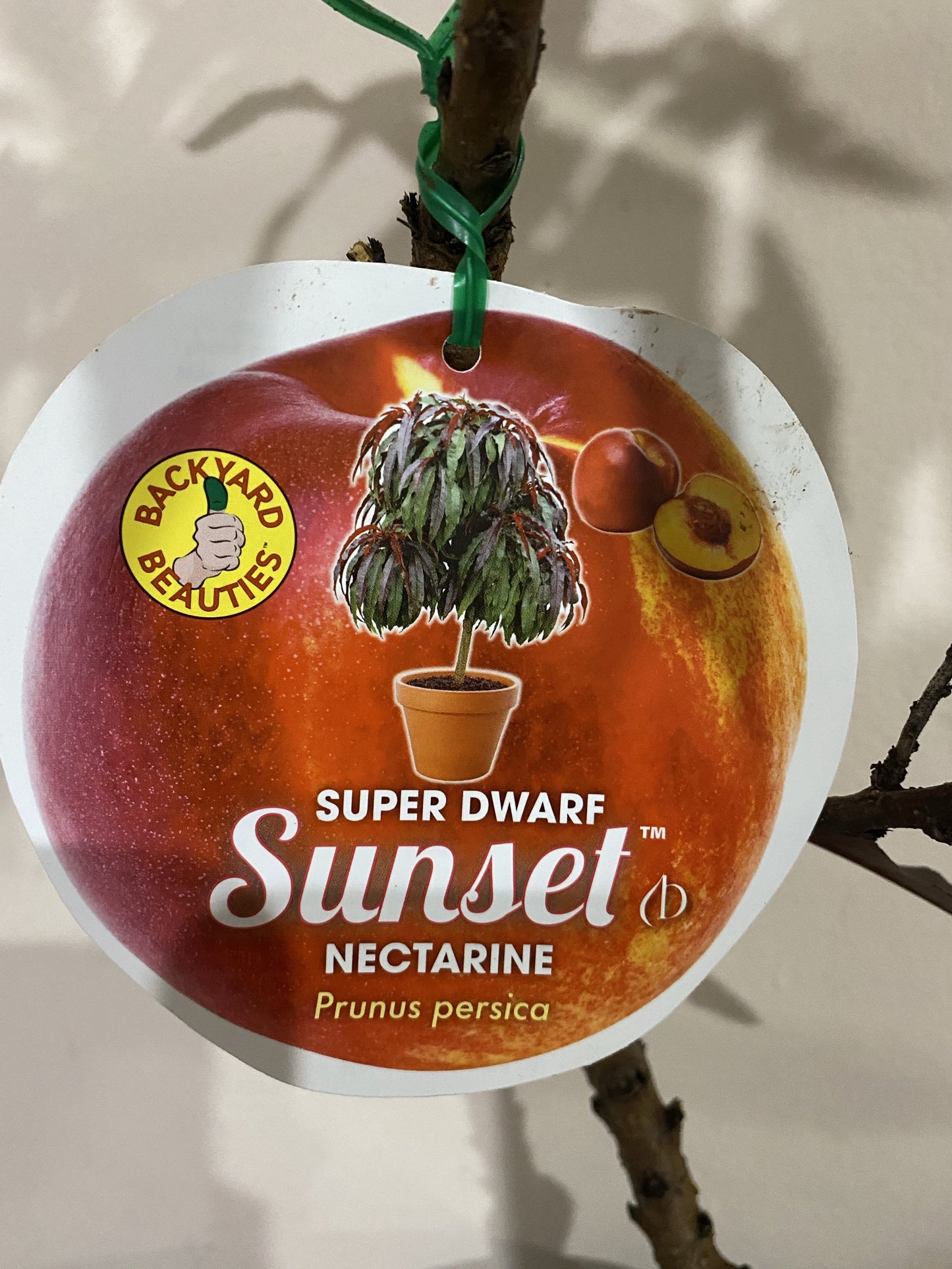 Super Dwarf Nectarine