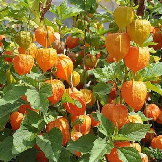 Cape Gooseberry