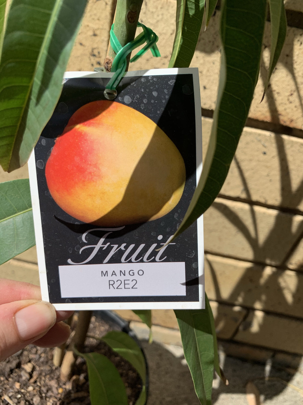 Fr Mango R2e2 Mango - R2e2 – Fruitopia Nursery