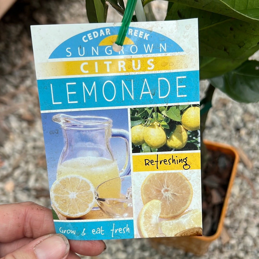 Lemonade: RESTRICTED TO QLD