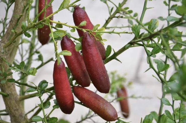 Finger Lime - Red Champagne RESTRICTED TO QLD