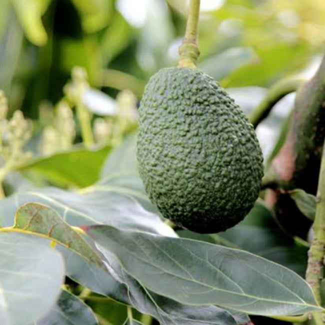 Avocado - Sharwil SMALL – Fruitopia Nursery