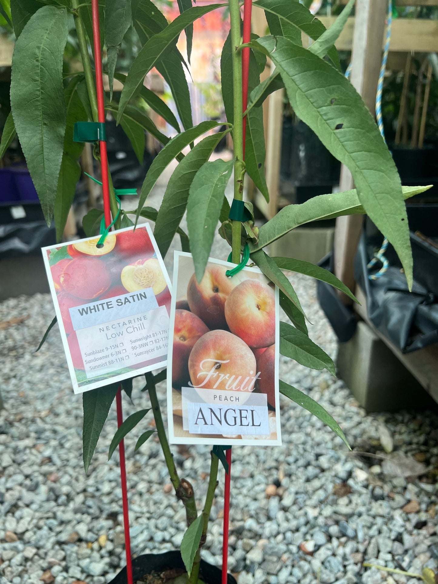 Double Grafted - Nectarine / Angel Peach
