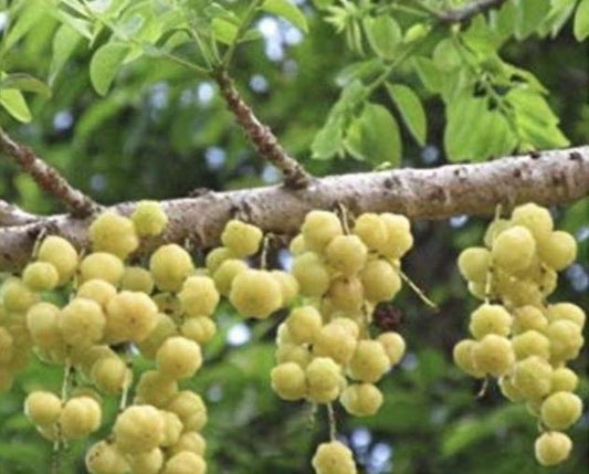 Star Gooseberry Tree