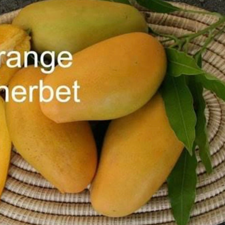 Mango - Orange Sherbet – Fruitopia Nursery Mango - Orange Sherbet – Fruitopia Nursery