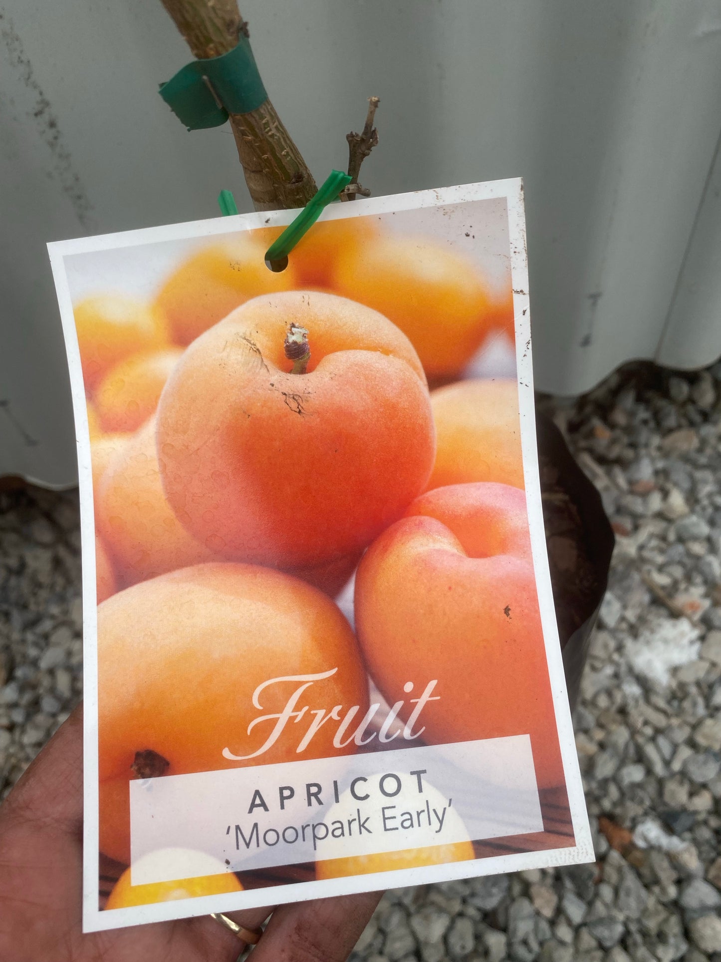 Apricot - Early Moorpark
