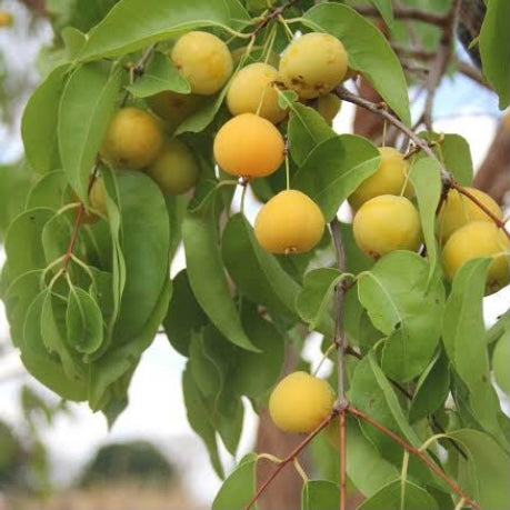 Tropical Apricot