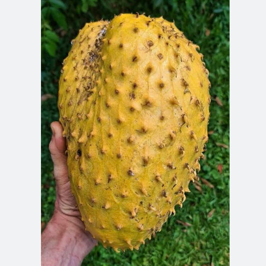 Soursop - Golden