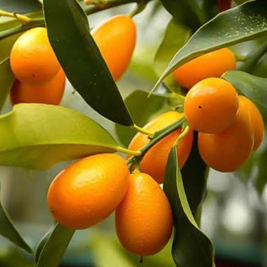 Cumquat - Nagami: RESTRICTED TO QLD