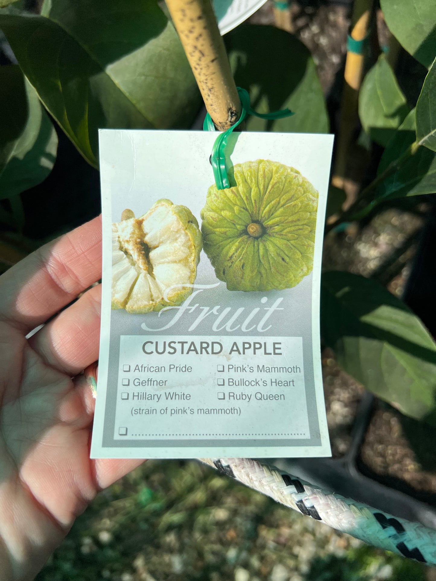 Custard Apple -Paxton Profilic (KJ Pinks)