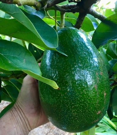 Avocado - Choquette (Type A) – Fruitopia Nursery