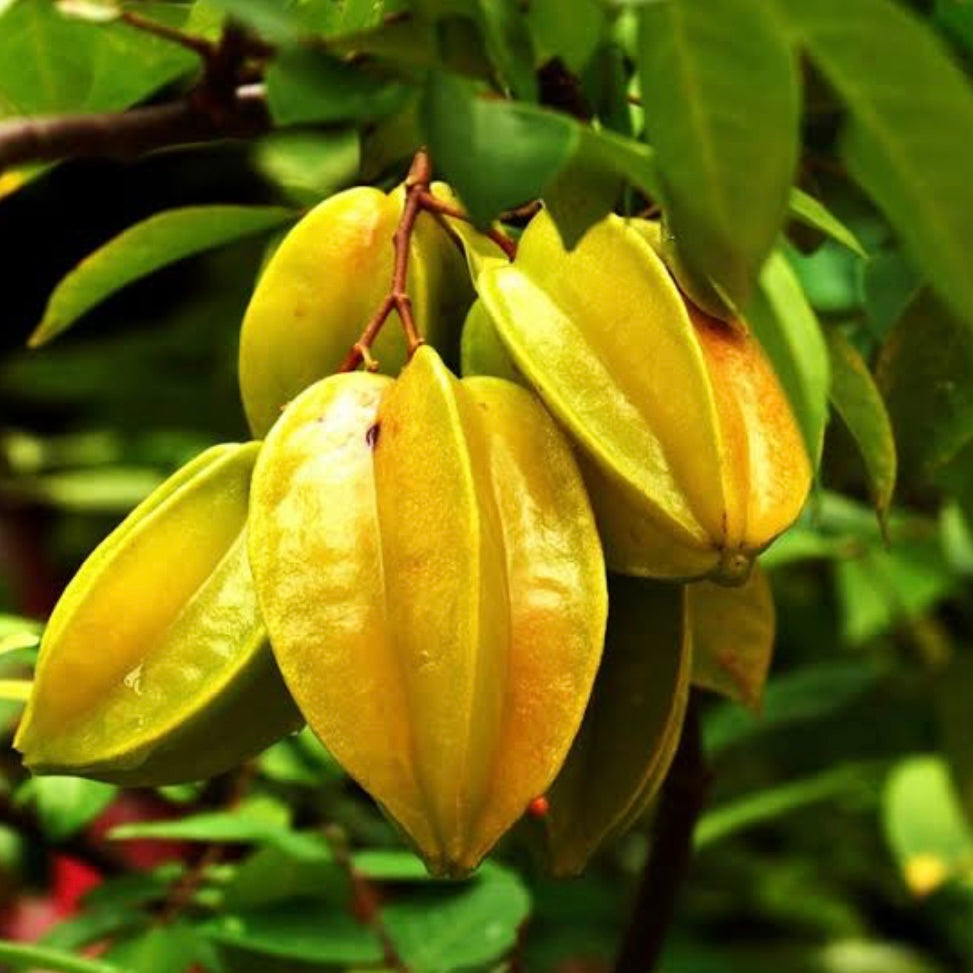 Star Fruit / Carambola