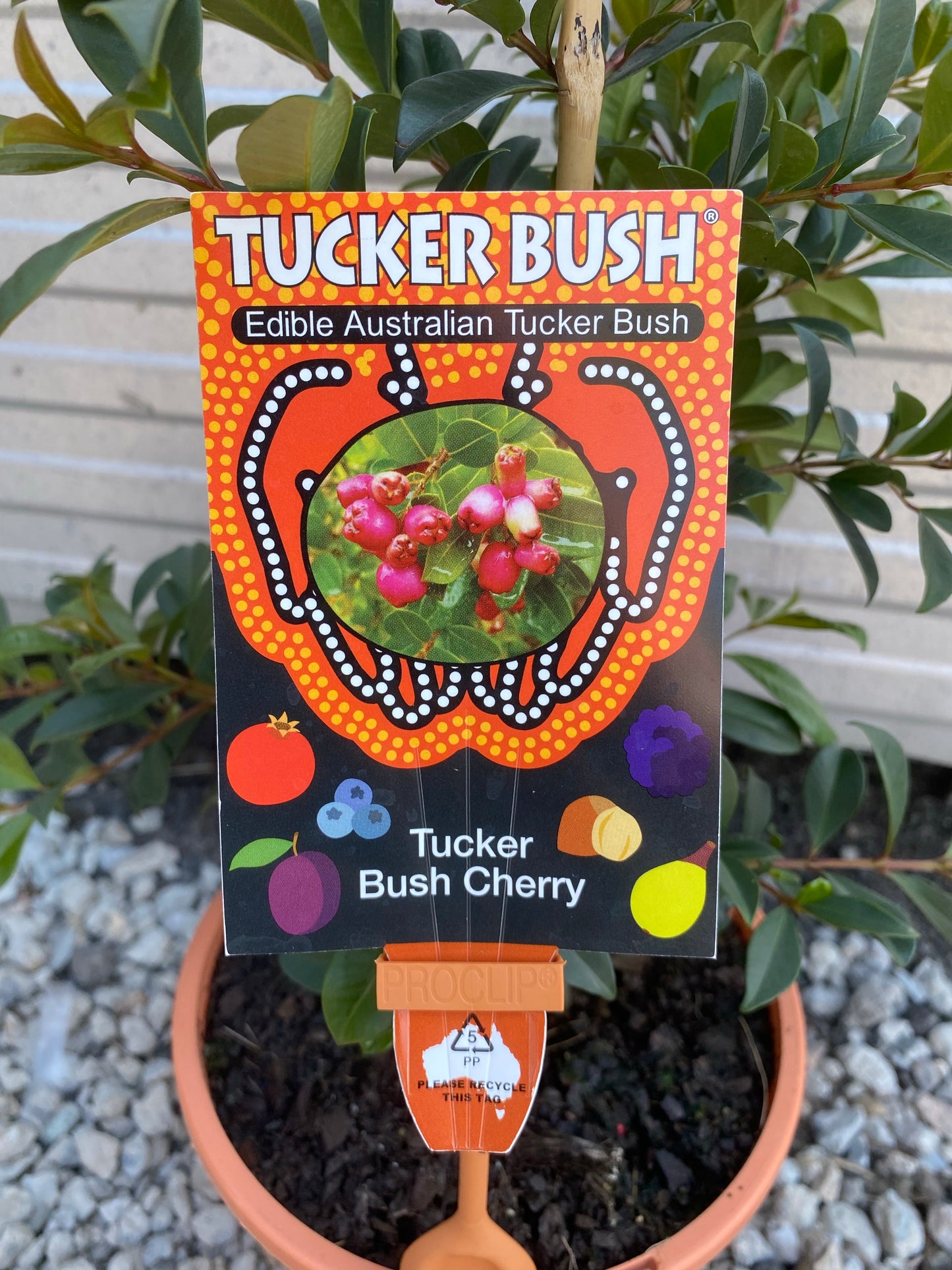 Lilly Pilly / Bush Cherry