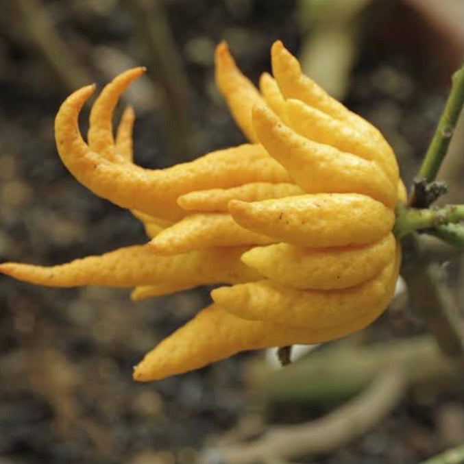 Buddha Hand Citrus: RESTRICTED TO QLD