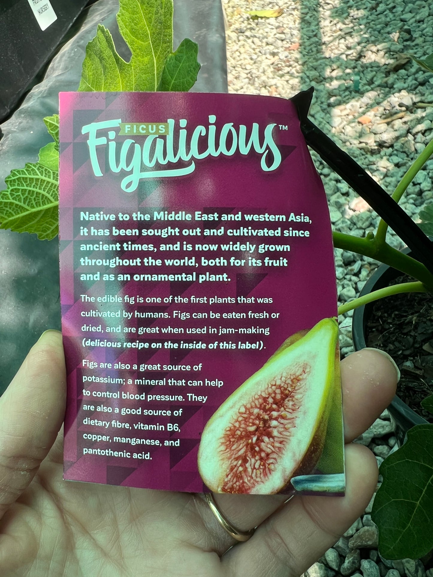 Fig - Figalicious