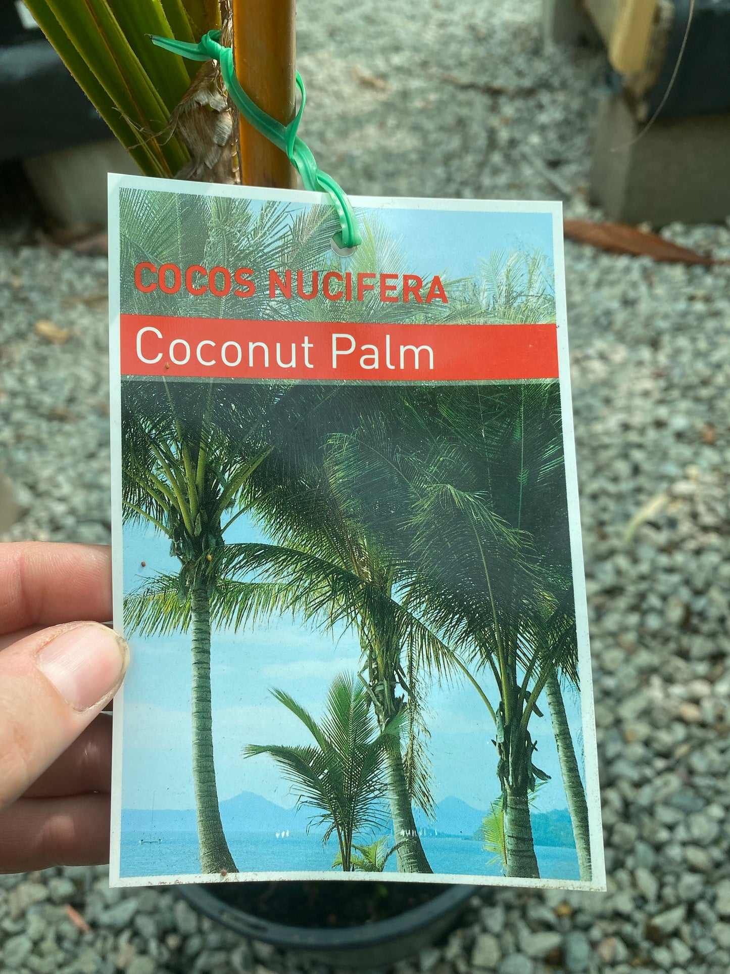 Coconut Palm - Yellow