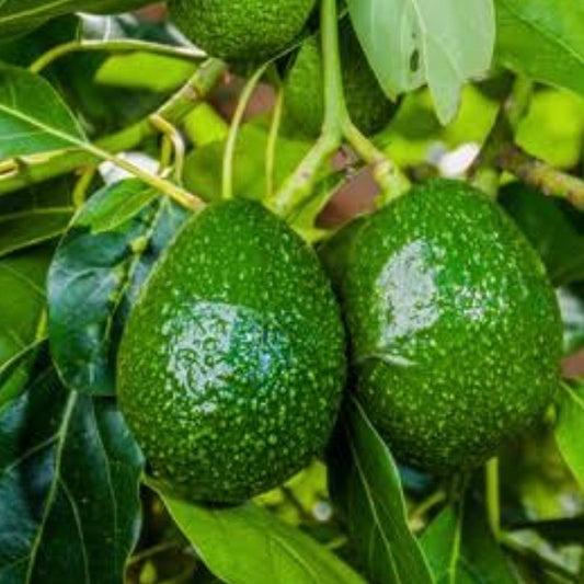 Dwarf Avocado - Lamb Hass