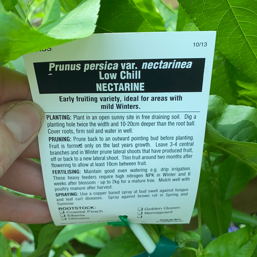 Nectarine - White Satin
