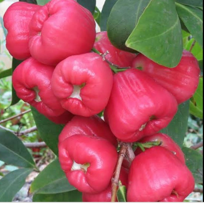 Wax Jambu Pink Fruitopia Nursery