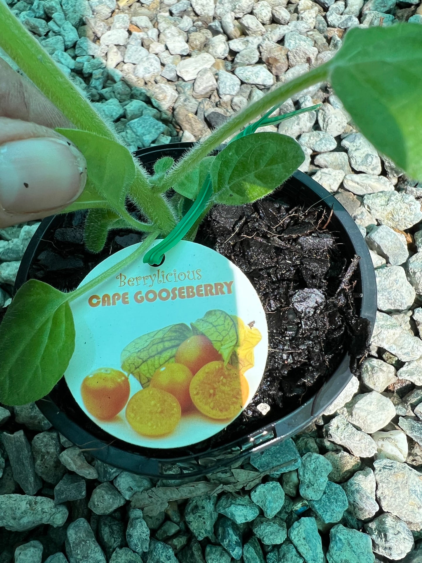 Cape Gooseberry