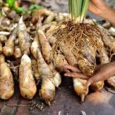 Native Arrowroot West Indian Arrowroot – Fruitopia Nursery