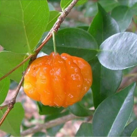 Brazilian Cherry - Orange