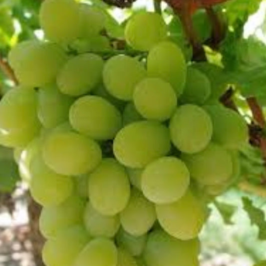 Grapes - Waltham Cross