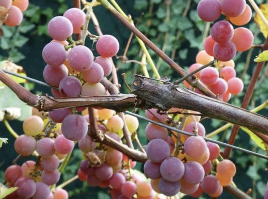 Grape - Pink Iona