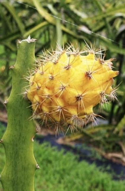 Dragonfruit - Yellow