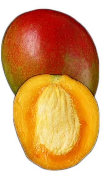 Mango - Zill