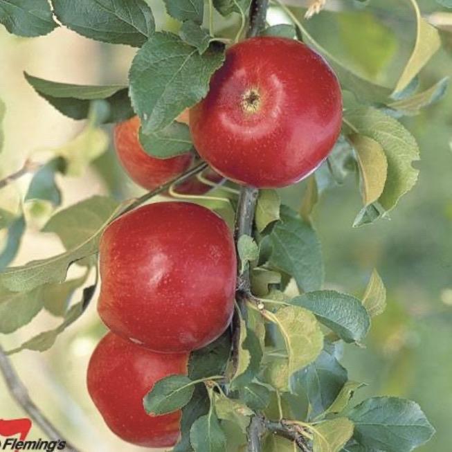 Apple - Dwarf Crimson Crisp