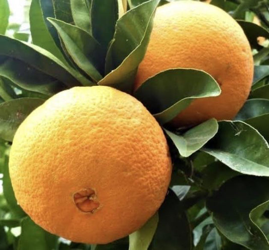 Dwarf Orange - Washington Navel: RESTRICTED TO QLD