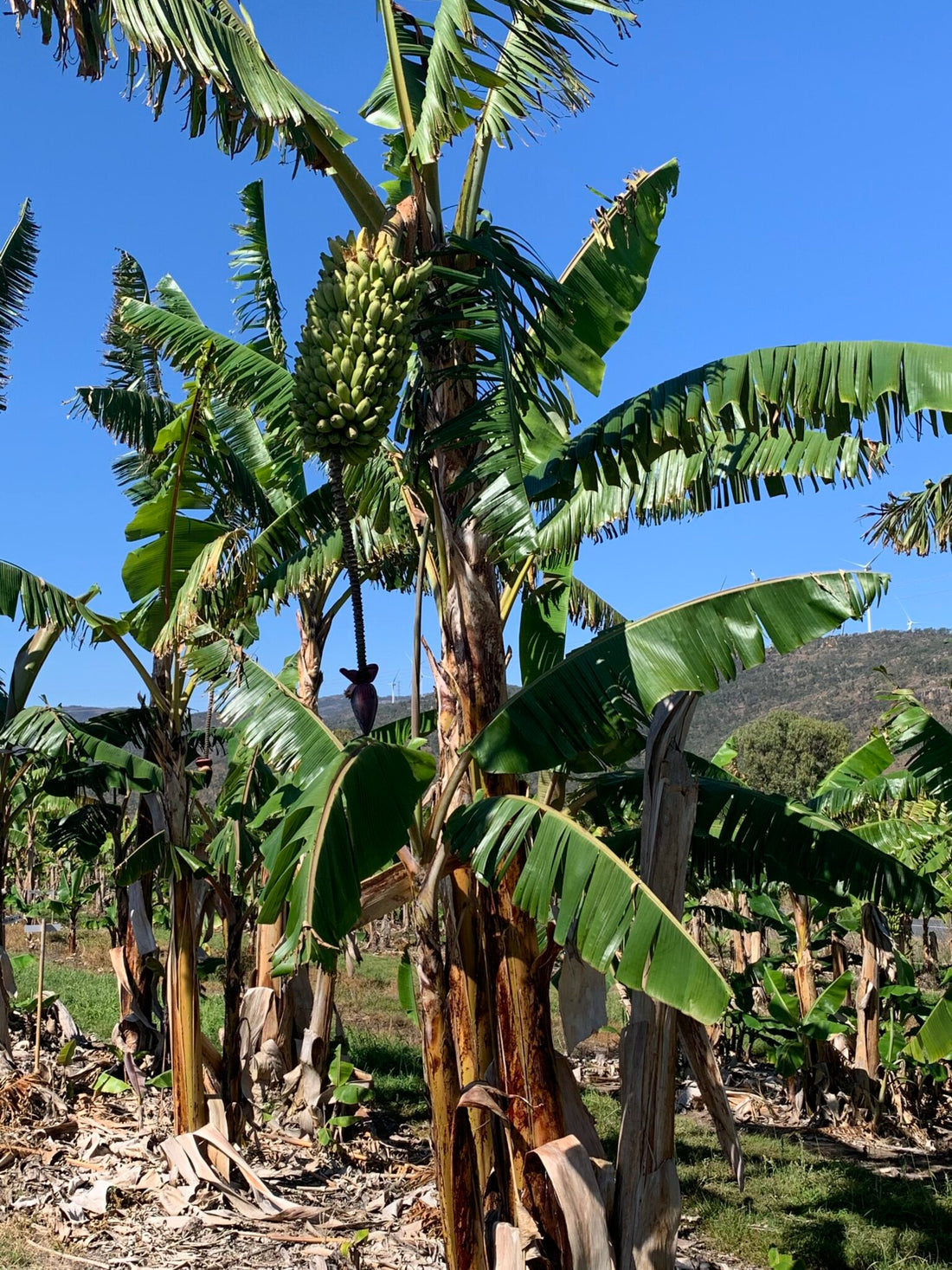 Banana French Plantain QLD ONLY Fruitopia Nursery