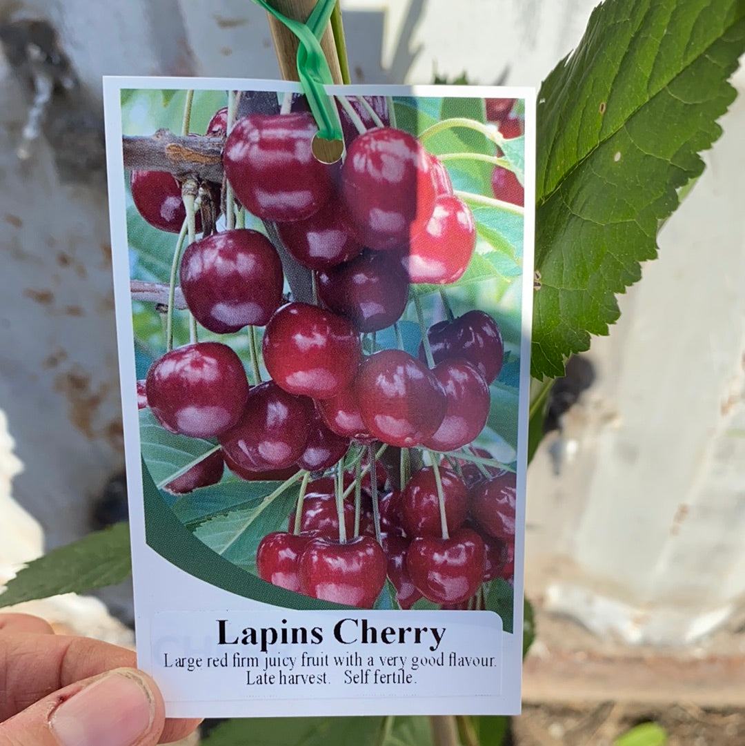 Cherry - Lapins – Fruitopia Nursery