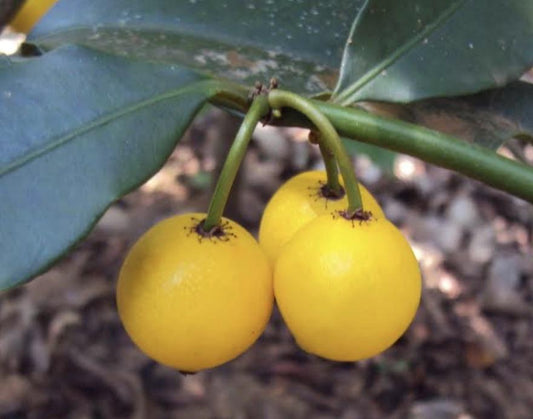 Lemon Drop Mangosteen