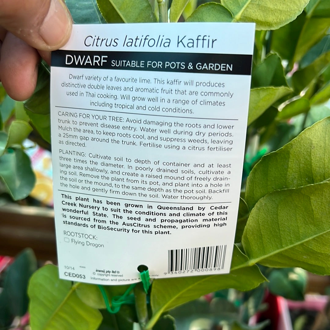 Dwarf Kaffir Lime: RESTRICTED TO QLD