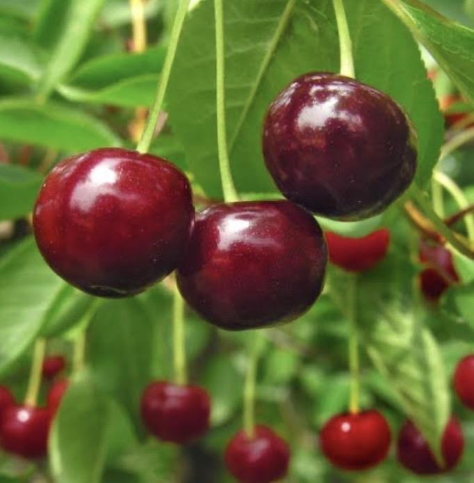 Cherry - Stella – Fruitopia Nursery