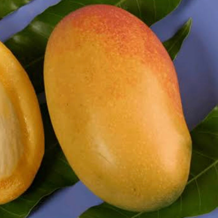 Mango - Orange Sherbet – Fruitopia Nursery Mango - Orange Sherbet – Fruitopia Nursery